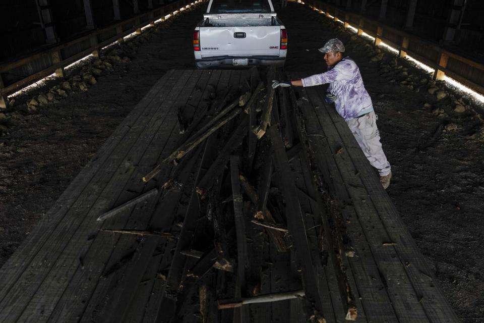 Fredy Osorio, a contract worker from Veracruz, Mexico, tosses wood scraps onto a trailer, Tuesday, March 12, 2024, at a farm in Crofton, Ky. (AP Photo/Joshua A. Bickel)