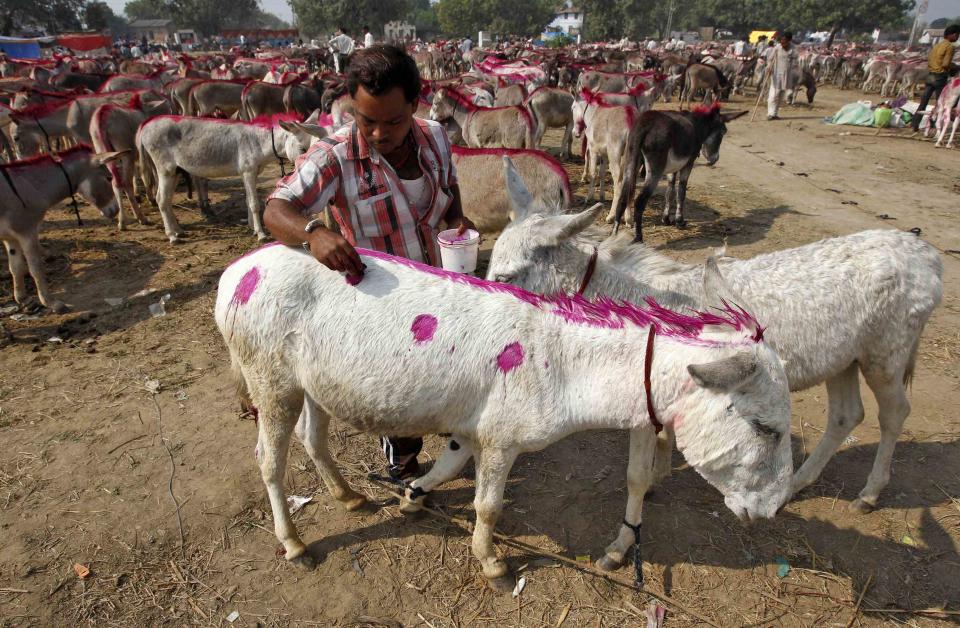 A trader marks his donkey with paint during an annual donkey fair at Vautha