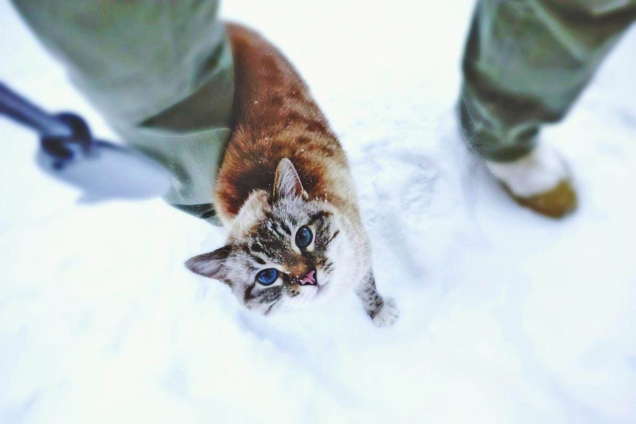 cat with frostbite standing in snow looking up at camera