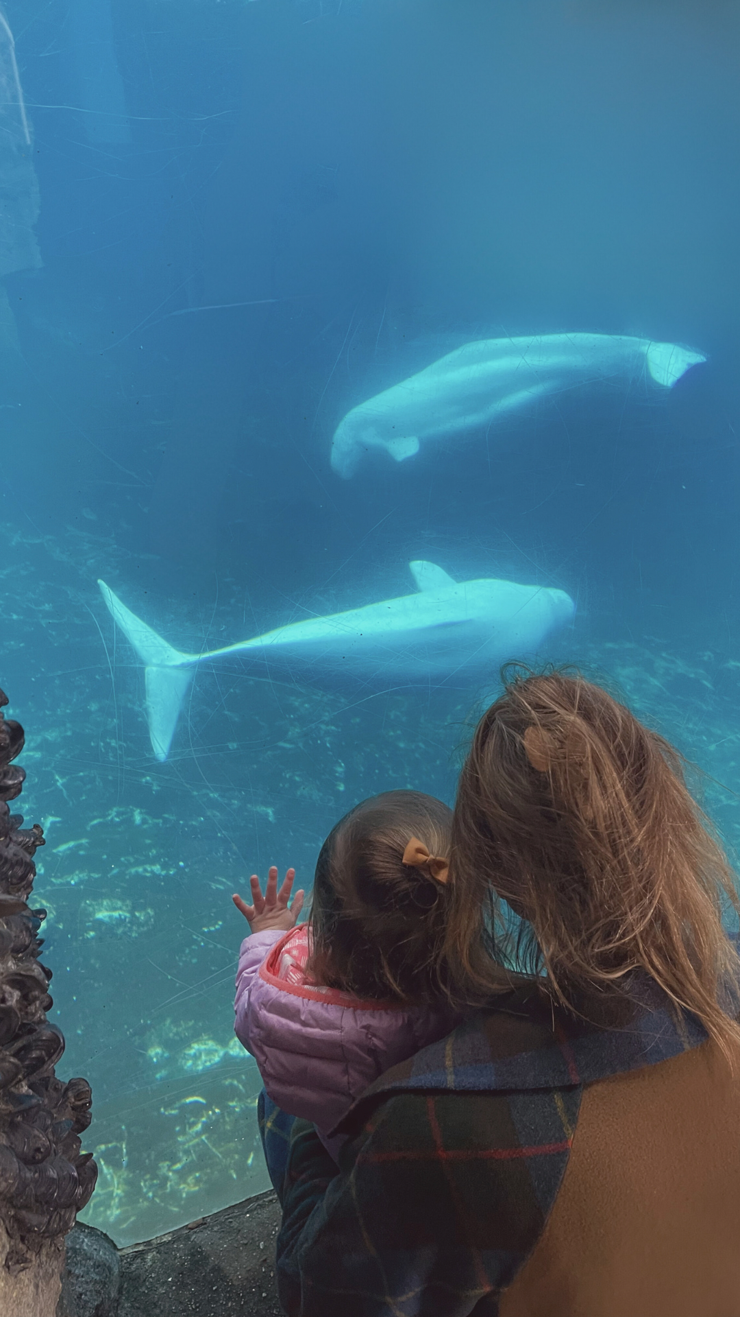 The author's daughter was enraptured by a real life "baby shark" at the Mystic Aquarium.