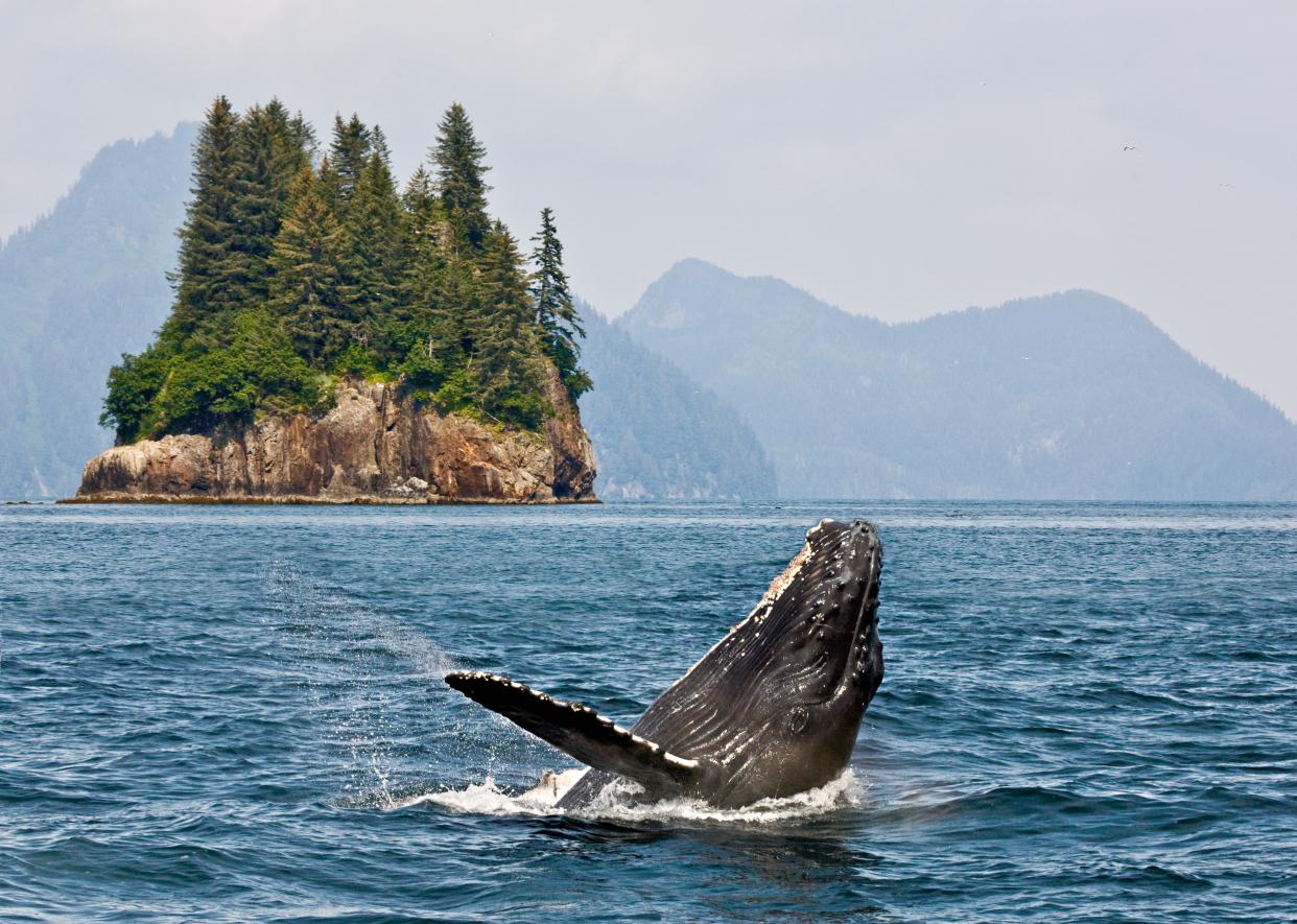 whale breaching the water in front of a small rock island with pine trees in the ocean in alaska