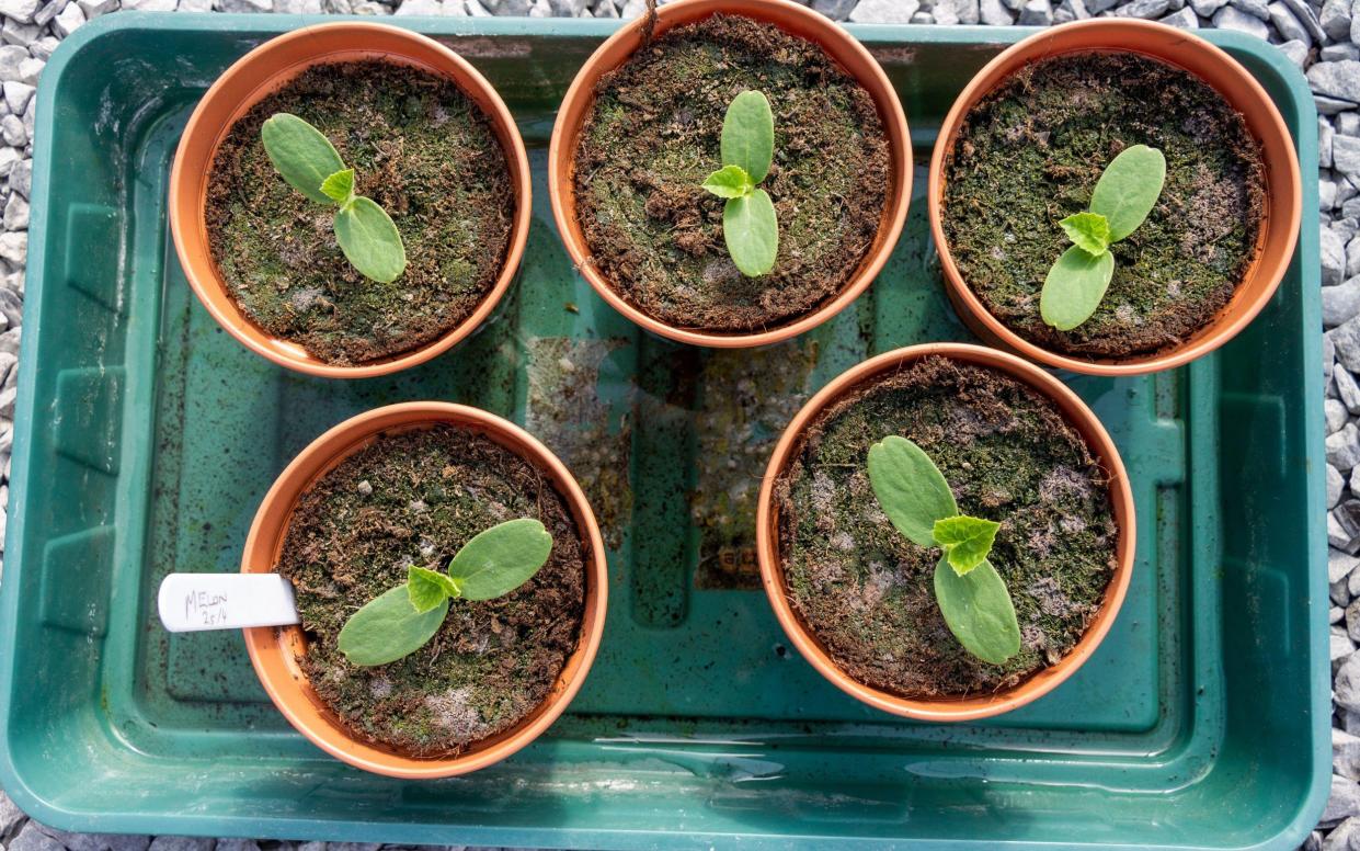 Melon seedlings in 4 inch pots