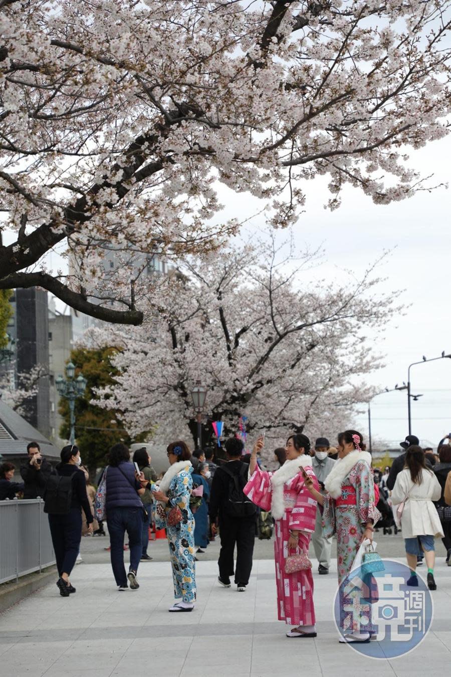 隅田公園（淺草側）裡，許多人穿著和服來捕捉美照。