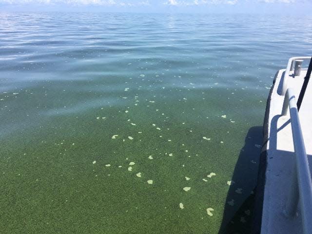 This blue-green algae bloom sampled June 5, 2019, contained the toxin microcystin at a level twice what's considered hazardous to touch by the federal Environmental Protection Agency.