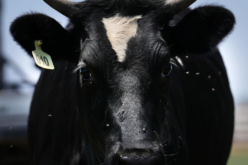 American health agencies confirmed on April 1, 2024, that the H5N1 virus, also known as “bird flu," has been detected in U.S. cattle as well as at least one human.