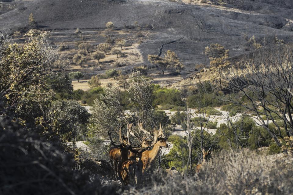 Deers stand near a burnt forest in Asklipio village, on the Aegean Sea island of Rhodes, southeastern Greece, on Wednesday, July 26, 2023. A third successive heat has struck Greece, amid more evacuations from fires that have raged out of control for days, while the temperature in many parts of the country soaring Wednesday to as high as 46.4C (115 Fahrenheit). (AP Photo/Petros Giannakouris)