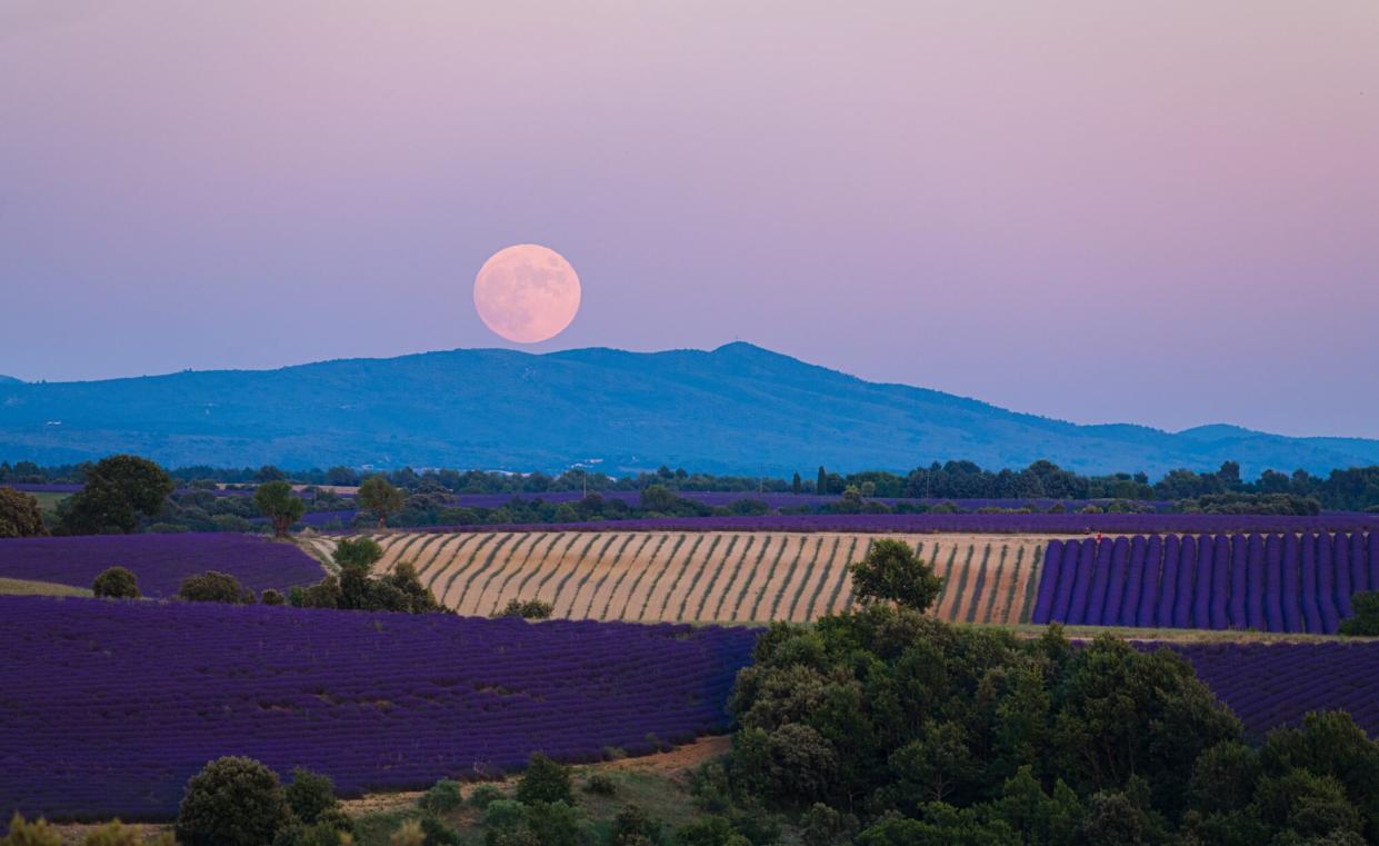 Strawberry moon rising over lavender field in Provence, France