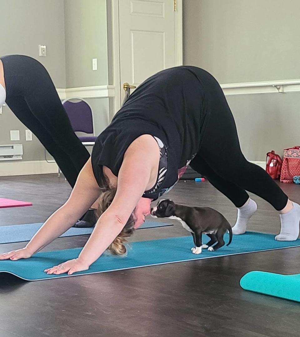 A puppy sneaks a lick from a yogi in down dog at Pits & Giggles’ puppy yoga. Courtesy of Pits & Giggles