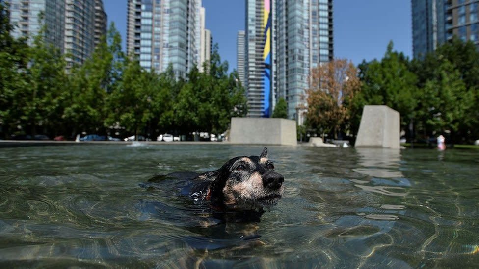 Ola de calor