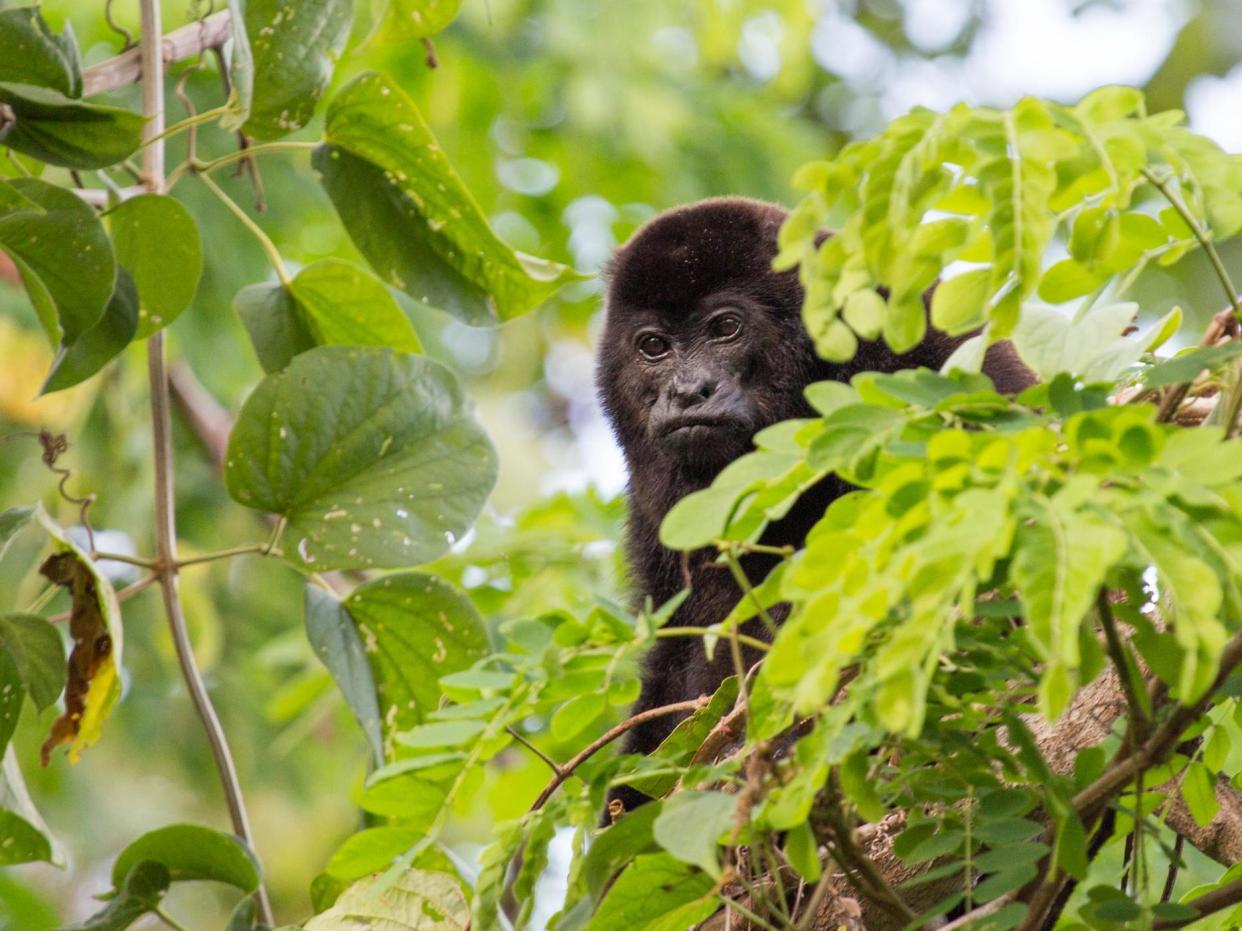 Very few cases of monkeypox have ever been recorded in the UK