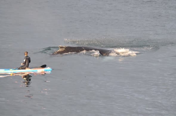 Humpback whale swims with paddleboarder in Ireland