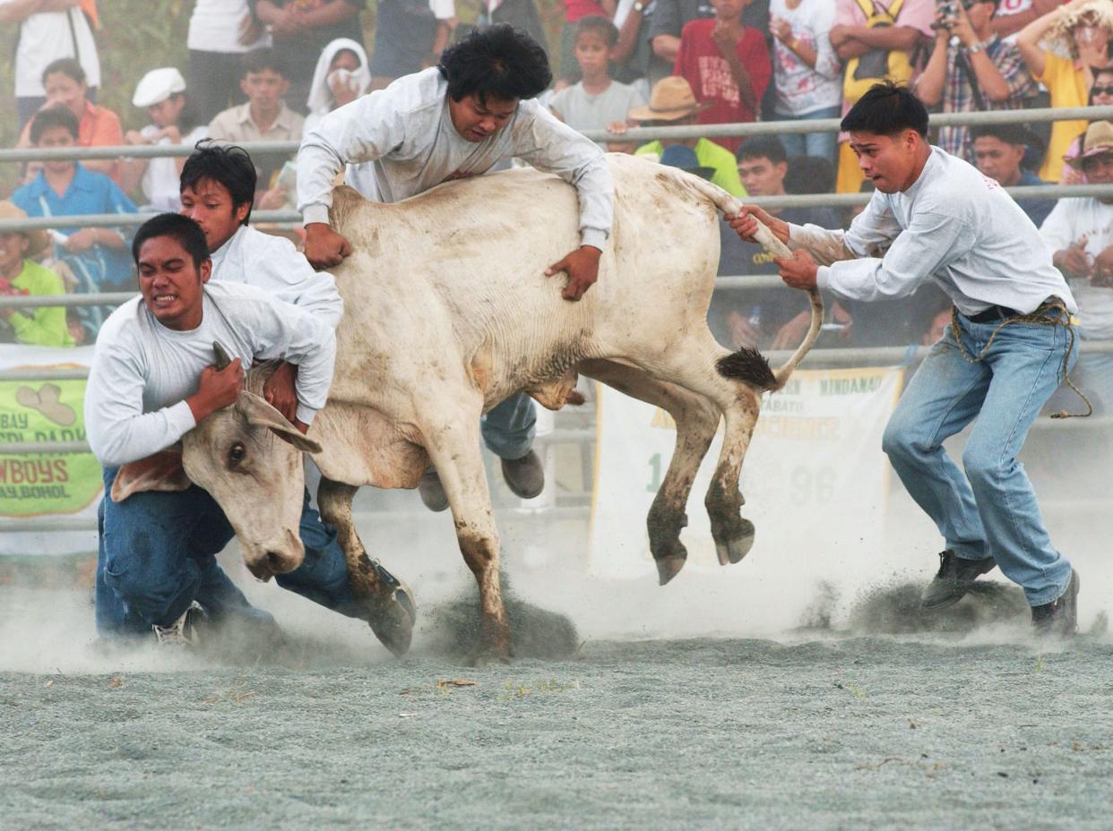 Filipino cowboys take part in the cattle wrestling event at the 2003 National Rodeo Championships.
