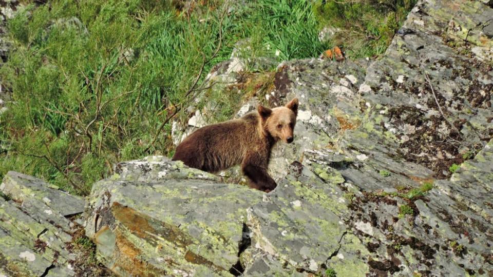 <div class="inline-image__caption"><p>A Cantabrian bear. </p></div> <div class="inline-image__credit">Victor Garcia</div>