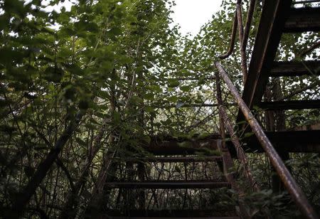 Plants grow over a staircase at the abandoned former Union Carbide pesticide plant in Bhopal November 14, 2014. REUTERS/Danish Siddiqui