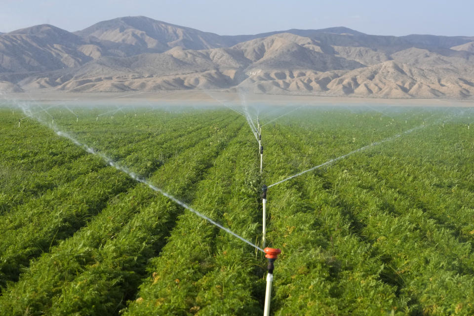 Carrot fields are irrigated, Wednesday, Sept. 20, 2023, in New Cuyama, Calif. (AP Photo/Marcio Jose Sanchez)