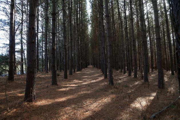 Pines dot the landscape at a farm adjacent to the site of a proposed pit mine in Cherryville. (Photo: Brian Blanco for HuffPost)