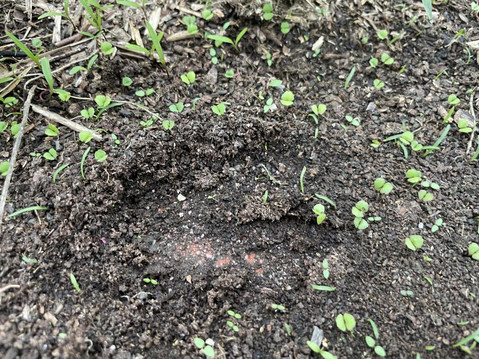 特有生物研究保育中心中海拔試驗站近年監測台灣水鹿，發現其蹄印。（圖／特生中心提供）
