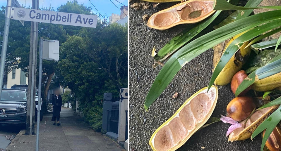 A street sign with 'Campbell Avenue' (left) and the pods from the tree which damaged Blank's windscreen (right). 