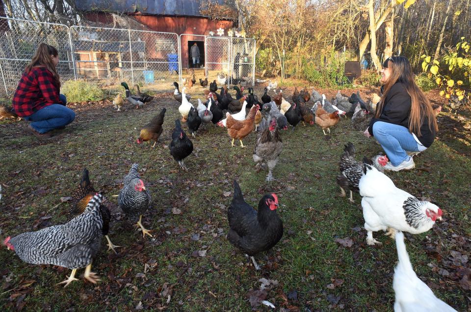 Ownership of backyard chickens increased from 8% in 2018 to 13% in 2020, according to a survey by the American Pet Products Association.