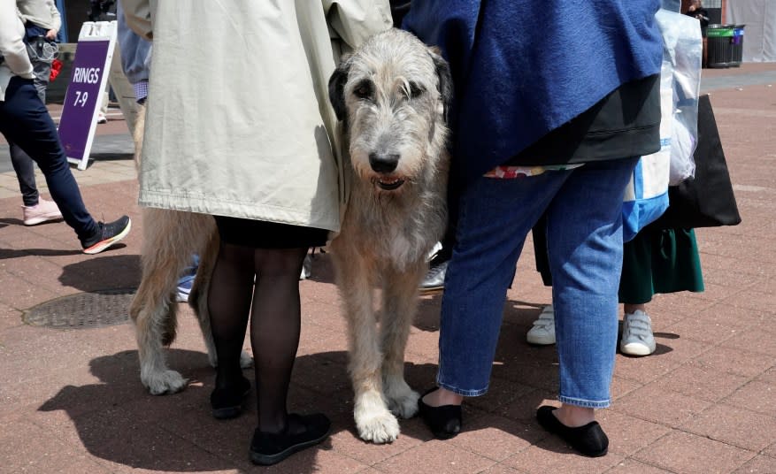 The 148th Annual Westminster Kennel Club Dog Show presented by Purina Pro Plan at the USTA Billie Jean King National Tennis Center on Monday, May 13, 2024 in New York City.