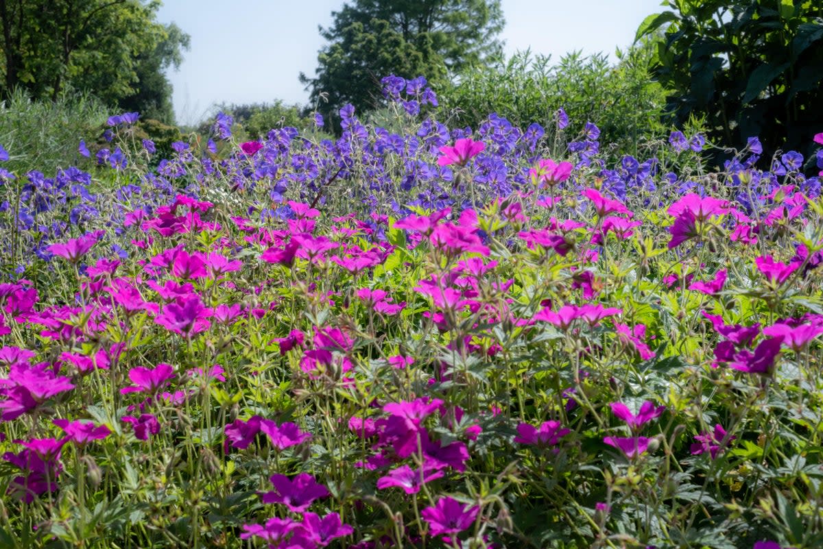 Hardy geraniums  (Alamy Stock Photo)