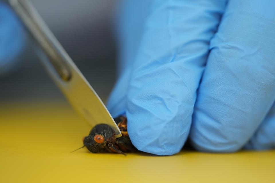 West Virginia University mycology professor Matt Kasson cuts the head and thorax from a live periodical cicada infected with the Massospora cicadina fungus during field processing at Morton Arboretum on Thursday, June 6, 2024, in Lisle, Ill. Kasson is tracking the fungus, the only one on Earth that makes amphetamine. It takes control over the cicada, makes them hypersexual, looking to spread the parasite as a sexually transmitted disease. (AP Photo/Carolyn Kaster)