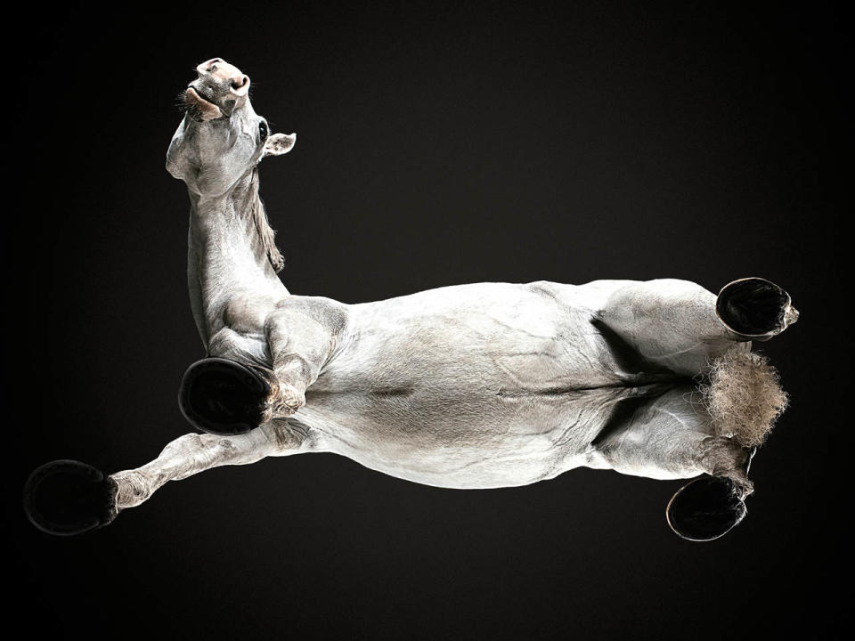 Pferde von unten – Fotograf zeigt neue Perspektiven