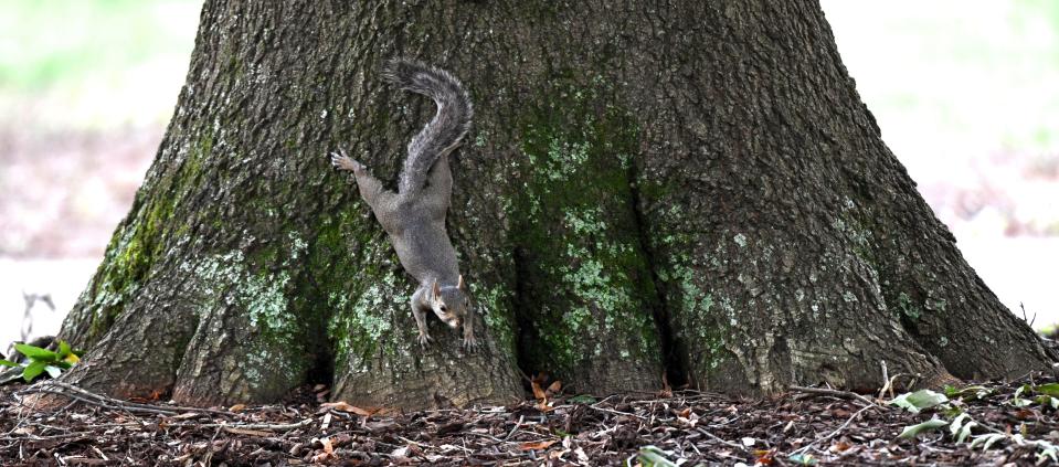 Squirrels are a campus fixture at the University of Alabama. A squirrel makes its way down the trunk of a tree in front of Archie Wade Hall Thursday, Aug. 24, 2023.