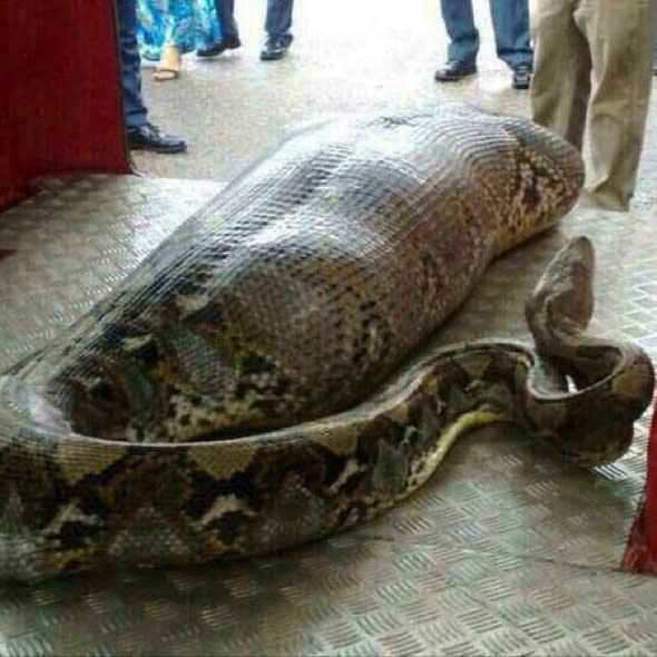 Picture: Did this HUGE snake eat a human being?