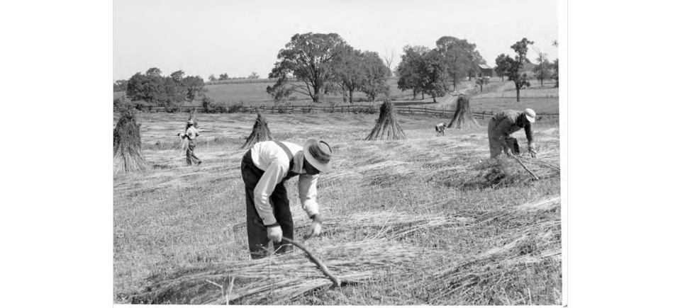 Workers gather stalks of cut hemp into shocks on a Lexington farm.