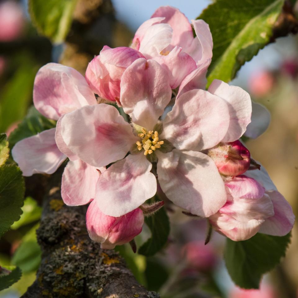 Cherry blossom tree