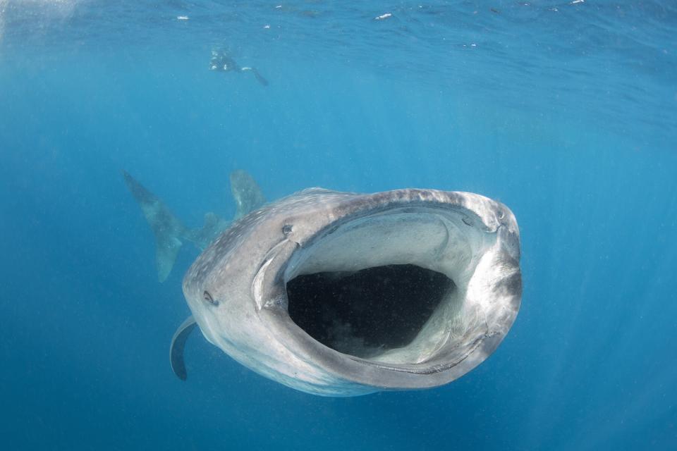 Whale Shark feeding off of Mexico’s Isla Mujeres