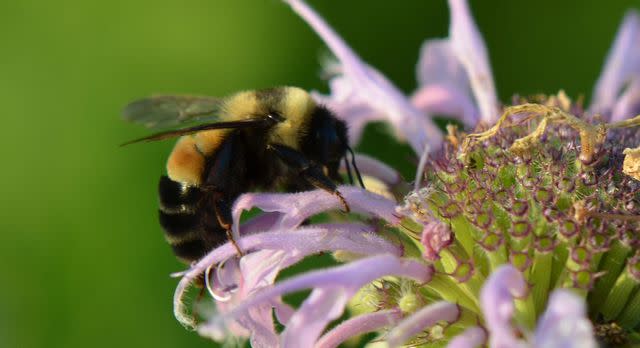 <p>USFWS Midwest Region / Flickr / public domain</p> A critically endangered rusty patched bumblebee gathers pollen