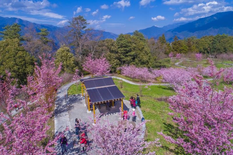 圖/福壽山農場 - 櫻花