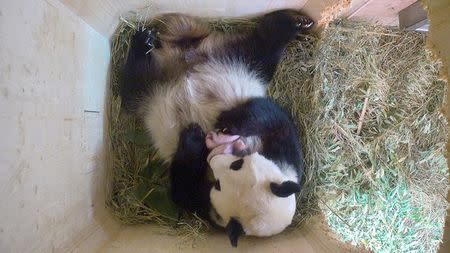 Giant Panda Yang Yang and her twin cubs, which were born on August 7, 2016, are seen in this still frame taken from surveillance camera footage dated August 15, 2016 and released on August 16, 2016, in a breeding box inside their enclosure at Schoenbrunn Zoo in Vienna, Austria. Schoenbrunn Zoo/Handout via REUTERS