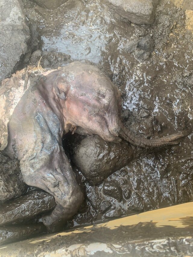 Mummified baby woolly mammoth