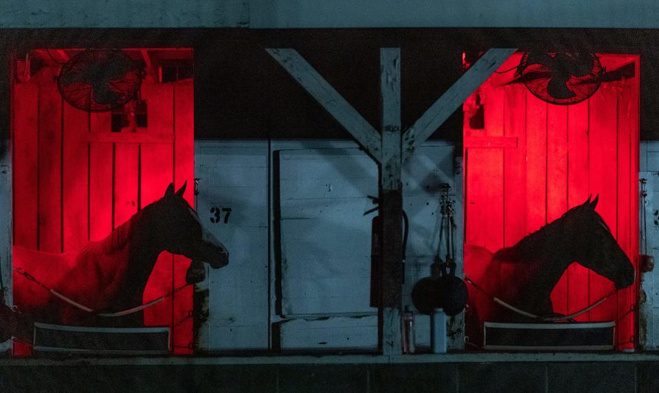 Two thoroughbreds kept warm under heat lamps in their stalls at Michelle Lovell's stable on the backside of Churchill Downs. April 19, 2020