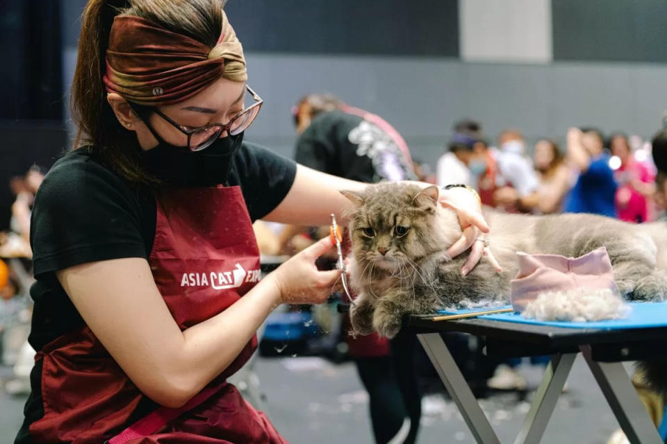 asia cat expo 2024 - cat grooming competition