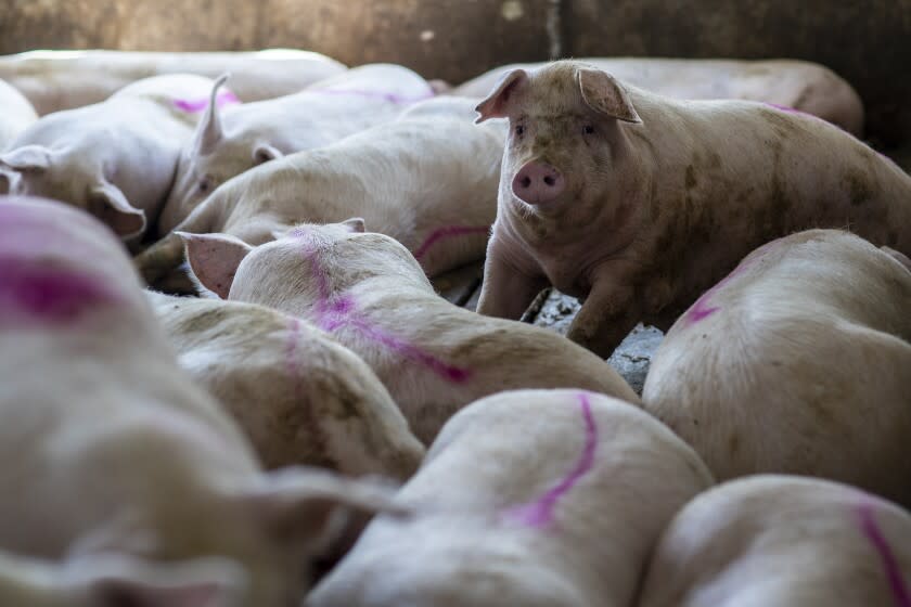 Centerville, South Dakota, Wednesday, May 6, 2020. Newly marked pigs at Craig Anderson's farm are ready to be shipped to a meat packing facility. Anderson, wasn't directly affected by the shutdown of the nearby Smithfield meat processing plant, but still faces the possibility of having to euthanize stock if facilities he contracts with are shut down. (Robert Gauthier / Los Angeles Times)