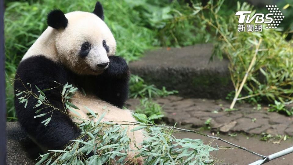 香香雖然出生在日本，但是所有權仍然歸中國大陸。（圖／達志影像美聯社）