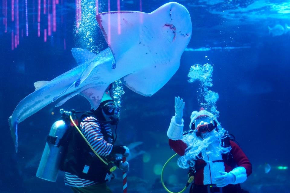 Santa has been scuba diving at the aquarium since 2003.