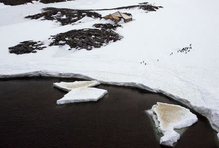 Penguins can be seen next to the heritage-listed Mawson's Hut at Cape Denison, Commonwealth Bay, East Antarctica December 10, 2009. REUTERS/Pauline Askin