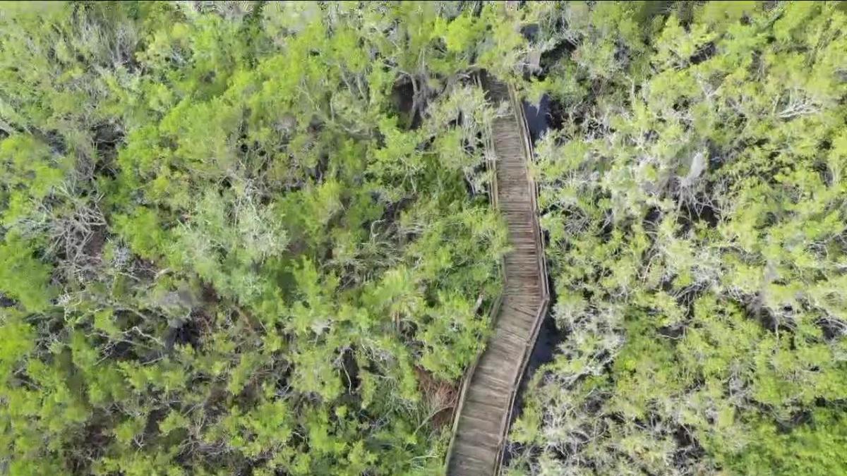 Walking Club: Exploring Perico Preserve and Neal Preserve in Manatee County