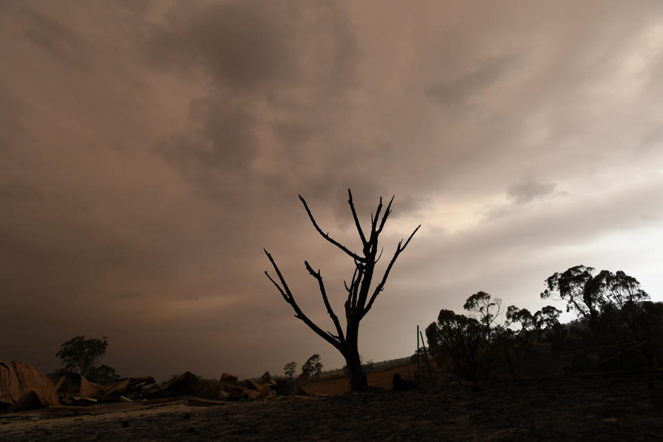 A charred tree is seen against a smoky sky in Bruthen, Victoria. 