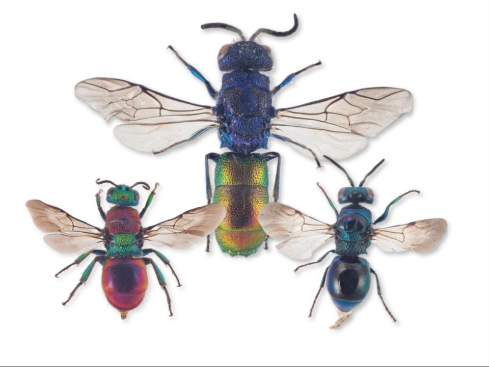 Cuckoo wasps are also known as emerald wasps due to their iridescent carapaces (Arnstein Staverløkk)