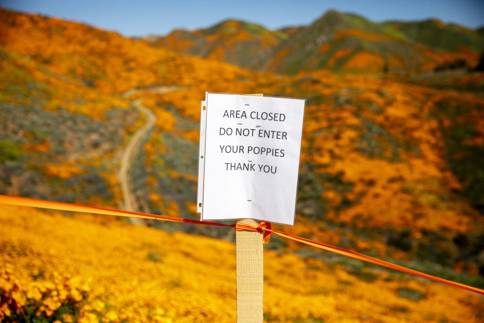 A sign protecting poppy flowers stands at a field during a wildflower super bloom in Lake Elsinore, California, on Saturday, March 16, 2019. California is free of drought for the first time in more than seven years and only a small amount of its territory remains abnormally dry as a very wet winter winds down, according to The Associated Press.