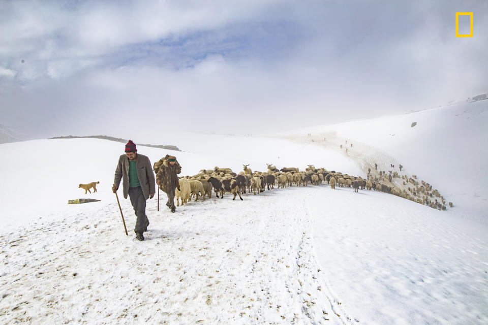 <p>“Shepherds along with the herd dogs lead their flock of sheep and goats. This family was returning back after feasting on the lush meadows of Himalayas and moments later they all crossed Rupin Pass, to get back to their home. Most of the goats in the flock carry basic items shepherds need for their survival in this journey. The shepherd dogs are seen with a spiked collars around their necks, which is to give them a chance against an attack from the leopard or a bear.” (© Nitish Thakur/National Geographic Travel Photographer of the Year Contest) </p>