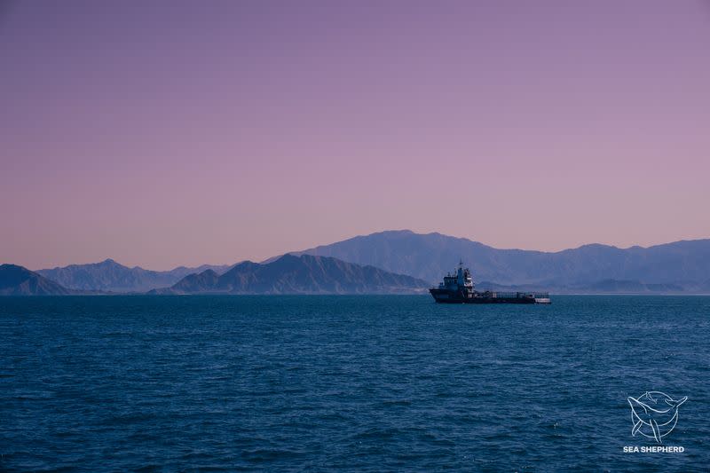 El buque Seahorse de la organización no gubernamental Sea Shepherd es visto al atardecer cerca de San Felipe