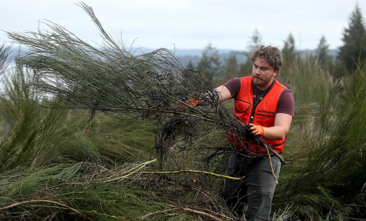Great Peninsula Conservancy's Americorps stewardship coordinator Aaron Gaul tosses Scotch broom into a pile as he and fellow GPC staff, volunteers from the U.S. Navy and the surrounding community remove the invasive plants from the viewpoint at Newberry Woods Community Forest in Silverdale on Friday.