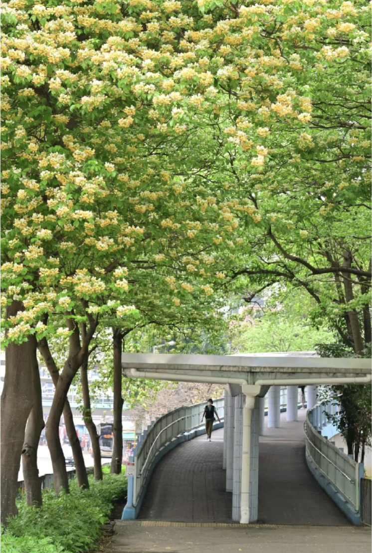 香港賞花｜5大魚木樹/樹頭菜打卡位推介！太子歐式教堂/九龍城白黃花夾道 每年2次花期